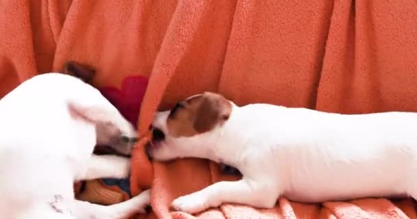 Krásná Legrační Malá Štěňátka Jack Russell Terrier Ležet Pohovce Vedle — Stock video