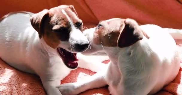 Kleine Jack Russell Terrier Welpen Liegen Auf Dem Sofa Nebeneinander — Stockvideo