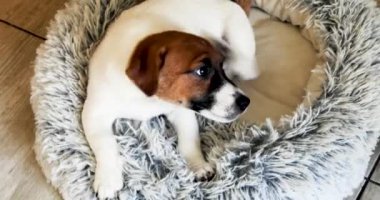 Şirin Jack Russell yavrusu yatağında pençesiyle kulağını kaşıyor. Yavrulara bakmak ve onları büyütmek..