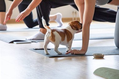 Komik Jack Russell Terrier yavrularıyla yoga yapan bir grup kız. Sağlıklı yaşam tarzı