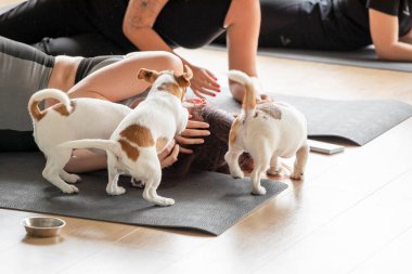 Şecereli Jack Russell Terrier yavrularıyla yoga yapan bir grup mutlu kız. Sağlıklı yaşam tarzı