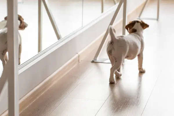 stock image cute Jack Russell terrier puppy looking in the mirror in the fitness room