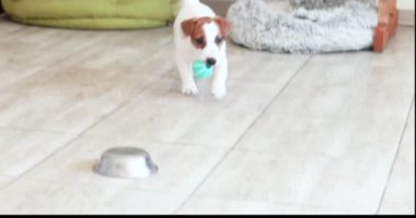 Şirin Jack Russell Terrier köpek yavrusu topu yakalayıp getiriyor. Yavru köpekle eğitim ve karşılıklı anlayış.