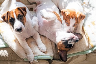 beautiful Jack Russell terrier puppies bask in the sun on the sofa clipart