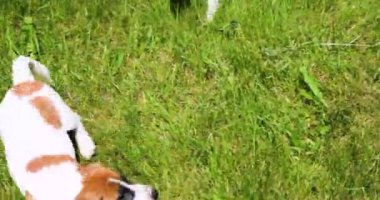 Güzel küçük Jack Russell Terrier köpekleri bahçedeki yeşil çimlerde oynuyorlar. Yavru köpekleri büyütmek ve büyütmek