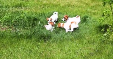 Küçük Jack Russell Terrier köpekleri bahçedeki yeşil çimlerde oynuyorlar. Kenne 'de köpek yavrularına bakmak ve büyütmek