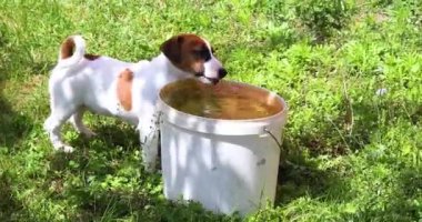 Küçük Jack Russell Terrier köpekleri güneşli bir günde yeşil çimenlikte kovadan su içerler. Yavru bir köpekle yürüyorum