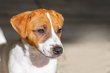 Jack Russell Teriyer köpek yavrusu güneş tarafından aydınlatıldı. Yavru köpekleri büyütmek ve büyütmek