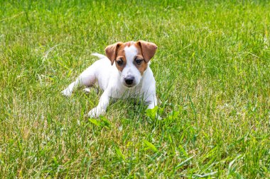 Güzel Jack Russell Terrier köpeği güneşli bir günde çimlerin üzerinde uzanıyor.