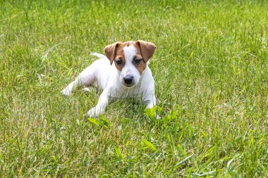 beautiful Jack Russell terrier puppy lies on the grass on a sunny day clipart