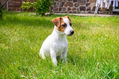 beautiful Jack Russell terrier puppy sitting on the grass on a sunny day clipart