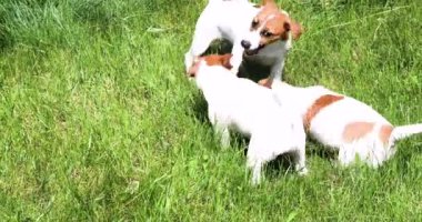 Komik küçük Jack Russell Terrier yavruları güneşli bir günde bahçedeki yeşil çimlerde oynuyorlar. Kenne 'de köpek yavrularına bakmak ve büyütmek