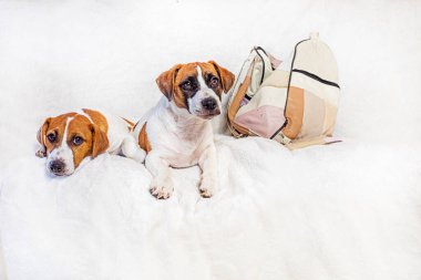 Güzel Jack Russell teriyerleri kanepede beyaz bir battaniyenin üzerinde dinleniyorlar. Yavru köpeklere bakıyorum.