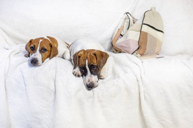 Jack Russell terrier puppies lie on a white blanket on the sofa. Caring for puppies clipart