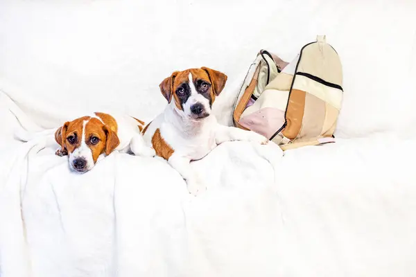 stock image Jack Russell terrier puppies lie on a white blanket on the sofa. Caring for puppies