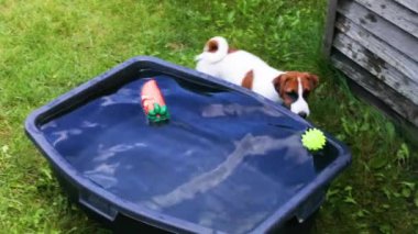  Komik Jack Russell Terrier yavrusu sudan plastik bir top çıkardı. Yavruların bakımını ve yetiştirilmesini.