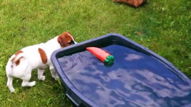 Komik Jack Russell Terrier yavrusu sudan plastik bir oyuncak çıkarmak istiyor. Yavruların bakımını ve yetiştirilmesini