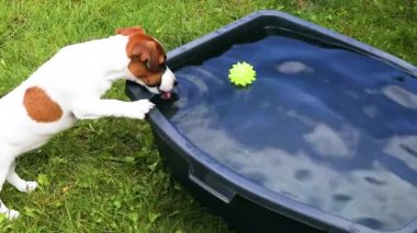 Komik Jack Russell Terrier yavrusu sudan kauçuk bir top çıkarmak istiyor. Yavruların bakımını ve yetiştirilmesini