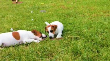 Şirin Jack Russell Terrier köpeği çimlerin üzerinde oyuncak çiğniyor. Yavruların bakımını ve yetiştirilmesini