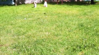 Komik Jack Russell Terrier köpekleri kendi kendilerine oynuyorlar. Yavru köpek eğitimi..