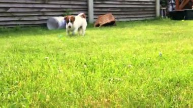 Komik Jack Russell teriyer köpeği bana doğru koşuyor. Yavru köpek eğitimi..