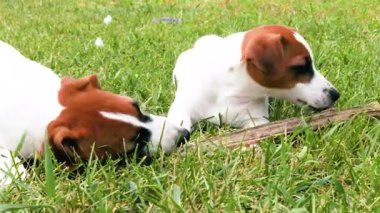 Şirin Jack Russell teriyeri köpek yavrusu çimleri kemiriyor. Yavruların bakımını ve yetiştirilmesini.
