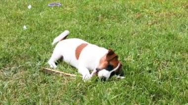 Amca Jack Russell Terrier köpeği çimlerin üzerinde bir dal çiğniyor. Yavruların bakımını ve yetiştirilmesini
