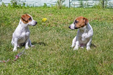 Şirin Jack Russell Terrier yavruları yeşil çimlerin üzerinde otururlar. Güneşin aydınlattığı bir topla birbirlerine bakarlar. İlk yürüyüş