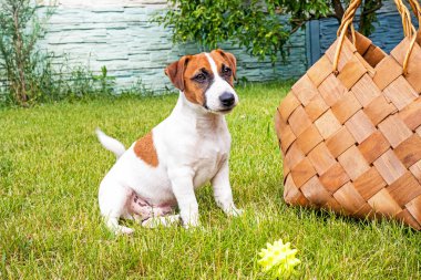 Şirin Jack Russell teriyer köpeği yeşil çimlerin üzerinde oturuyor ve elinde de güneşten parlayan bir top var. İlk yürüyüş
