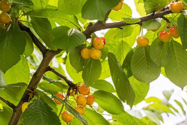Güneşli bir günde kiraz ve olgun kiraz. Bahçe bakımı ve hastalıklar