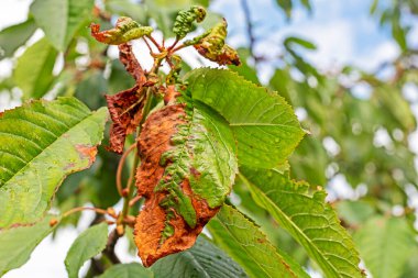 disease of leaves and trunks of fruit trees, aphids and their control. Garden care and diseases. clipart