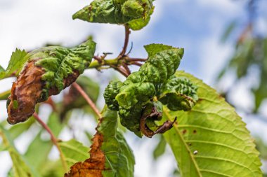 Yaprak ve meyve gövdeleri, yaprak bitleri ve onların kontrolü hastalığı. Bahçe bakımı ve hastalıklar.