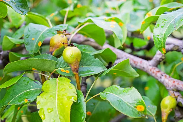 stock image yellow rust spots on pear leaves with fruits. Garden disease and treatment