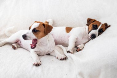 Güzel Jack Russell teriyeri köpek yavruları kanepede yatıyor. Yavru köpeklerin bakımı ve bakımı