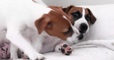 Güzel genç Jack Russell Terrier yavruları kanepede yatıyor. Yavru köpeklerin bakımı ve bakımı