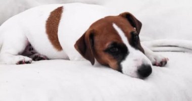 Güzel genç köpek kanepede beyaz bir battaniyeye uzanıyor.