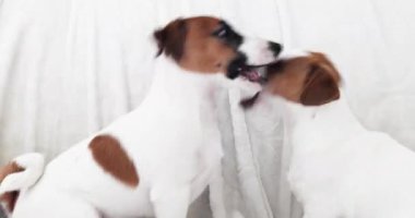 Komik şirin Jack Russell Terrier köpekleri kanepede birlikte oynuyorlar.