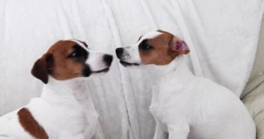  Komik Jack Russell teriyerleri kanepede oynuyor..