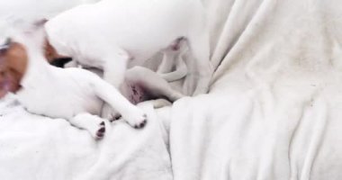 Komik, sevimli safkan Jack Russell teriyer köpek yavruları kanepede birlikte oynuyorlar.