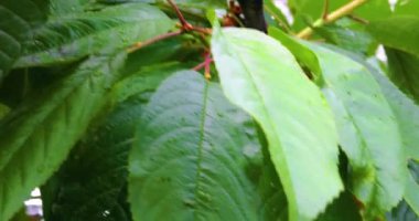 Bahçede yeşil kiraz yaprakları. Bahçe bakımı ve hastalıklar.