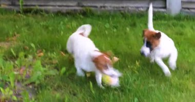 Komik şirin Jack Russell teriyerleri bahçede oynuyorlar. Yavru köpekleri büyütmek ve büyütmek
