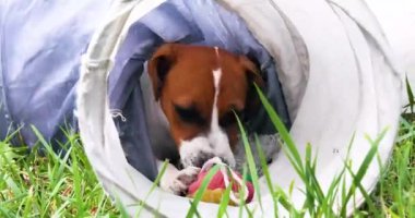 Jack Russell Terrier köpek yavrusu otların üzerindeki evcil hayvan tünelinde havluyla oynuyor..
