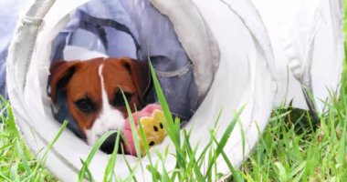 Komik Jack Russell teriyeri köpek yavrusu otların üzerindeki evcil hayvan tünelinde havluyla oynuyor.