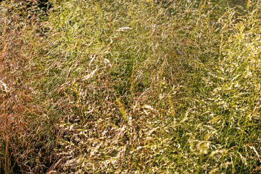 Açık havada ve evde temizlik için kullanılan bir bitkinin soyut doğal arka planı.