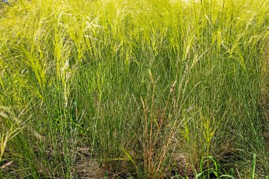 Açık havada ve evde temizlik için kullanılan bir bitkinin soyut doğal arka planı.