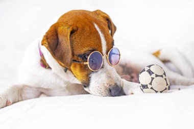 Gözlüklü akıllı Jack Russell arka planda küçük bir top üzerinde çalışıyor..