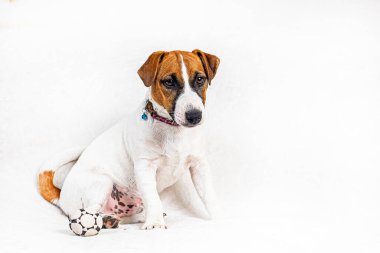 Güzel Jack Russell Terrier köpeği arka planda oturuyor. Yavru köpeği büyütmek ve büyütmek