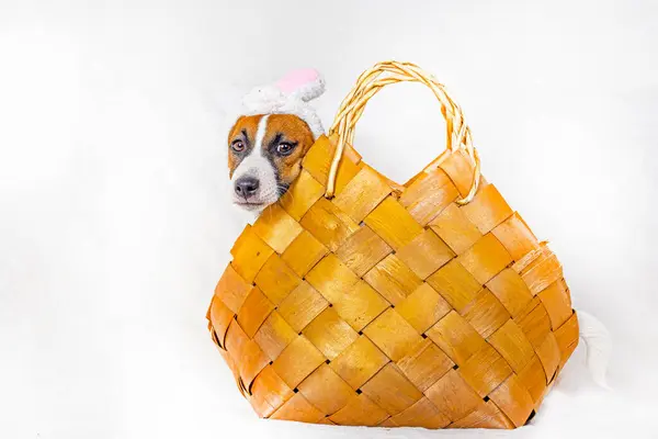 stock image cute Jack Russell puppy wearing an Easter Bunny costume in a wicker basket. Easter, preparation for the holiday