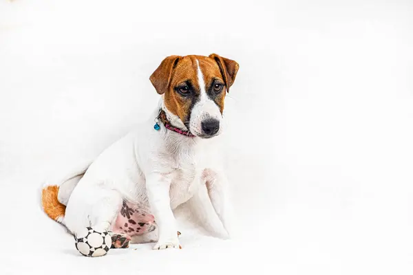 stock image beautiful Jack Russell terrier puppy sitting on a light background. Caring for and raising puppie