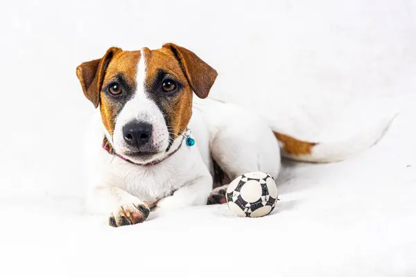 stock image Beautiful Jack Russell terrier puppy lies on a light background. Caring for and raising puppies